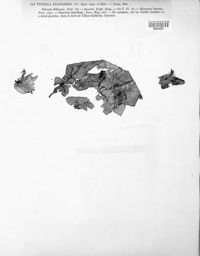 Typhula filiformis image